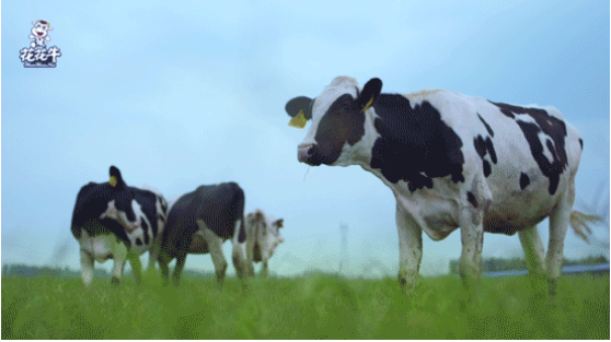 河南省高級人民法院院長胡道才一行蒞臨花花牛乳業(yè)集團(tuán)開展“萬人助萬企”活動 助力企業(yè)發(fā)展