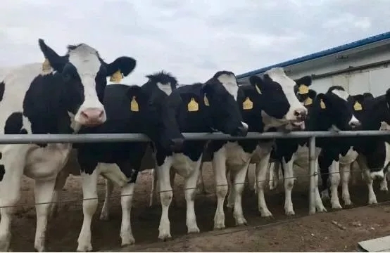 省委書(shū)記王國(guó)生到河南花花牛乳業(yè)集團(tuán)·新蔡瑞亞牧業(yè)有限公司調(diào)研